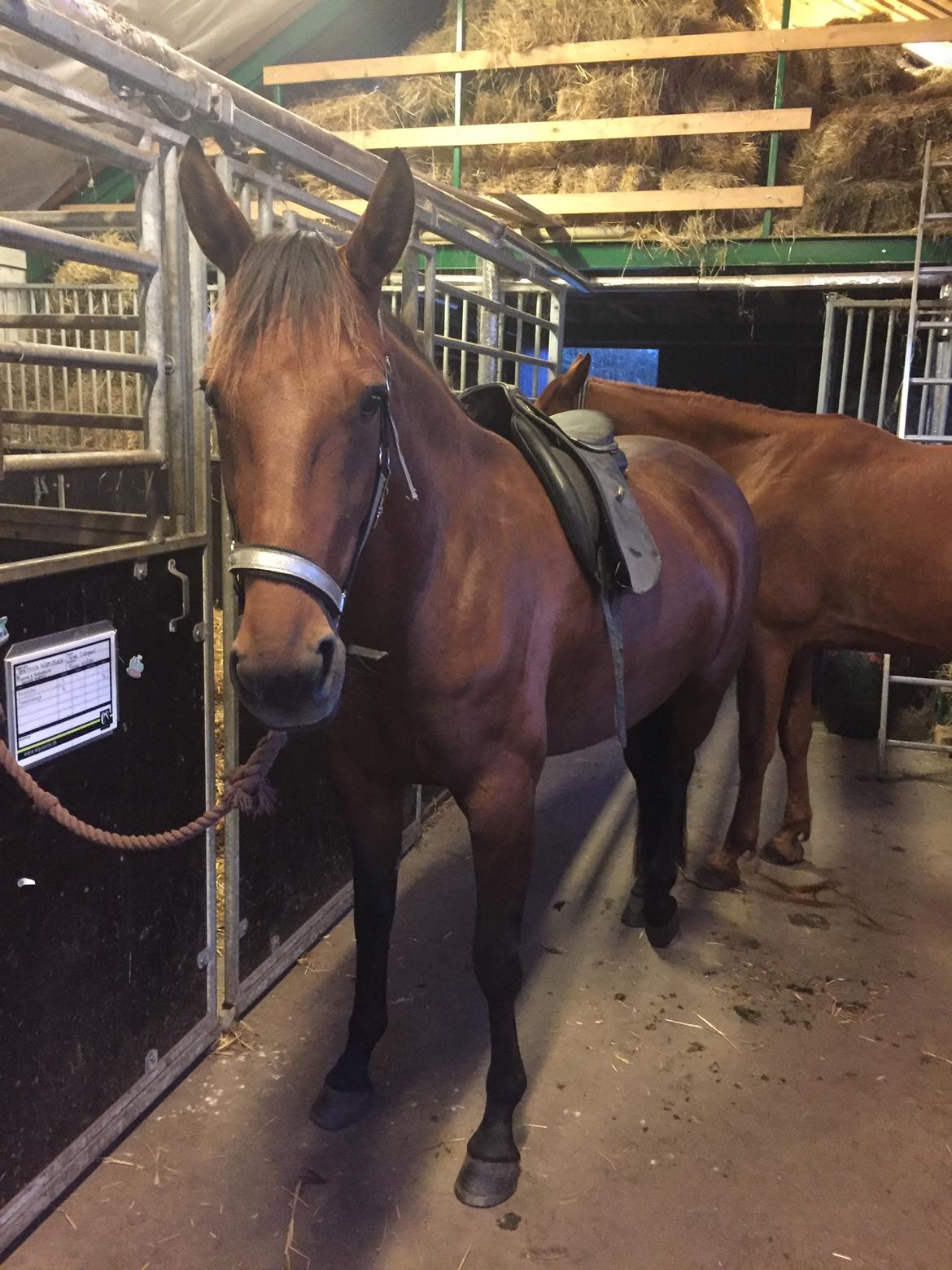 Traver SOLGT*   Bravida Holmsminde billede 2