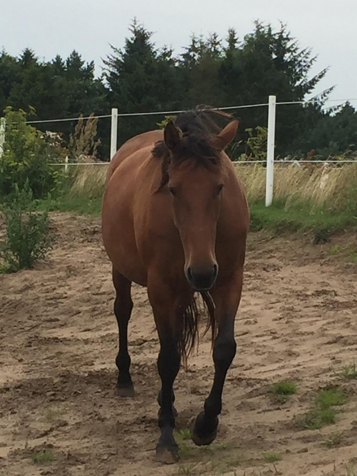 Traver SOLGT*   Bravida Holmsminde billede 4