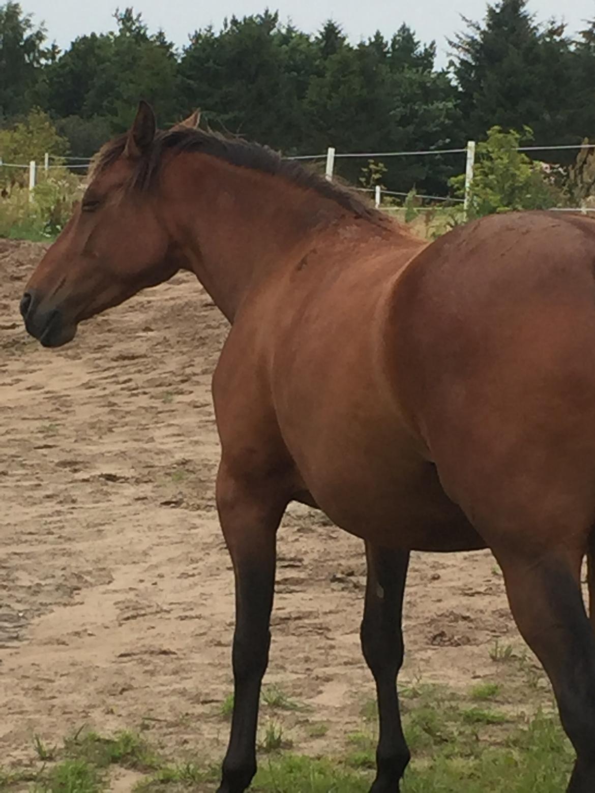 Traver SOLGT*   Bravida Holmsminde billede 5