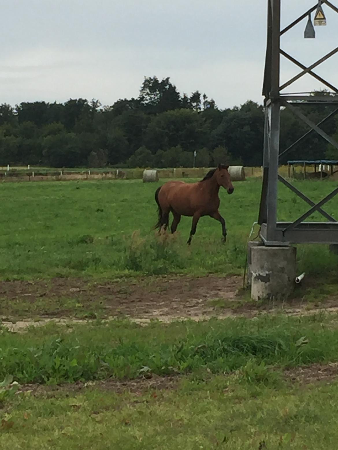 Traver SOLGT*   Bravida Holmsminde billede 3