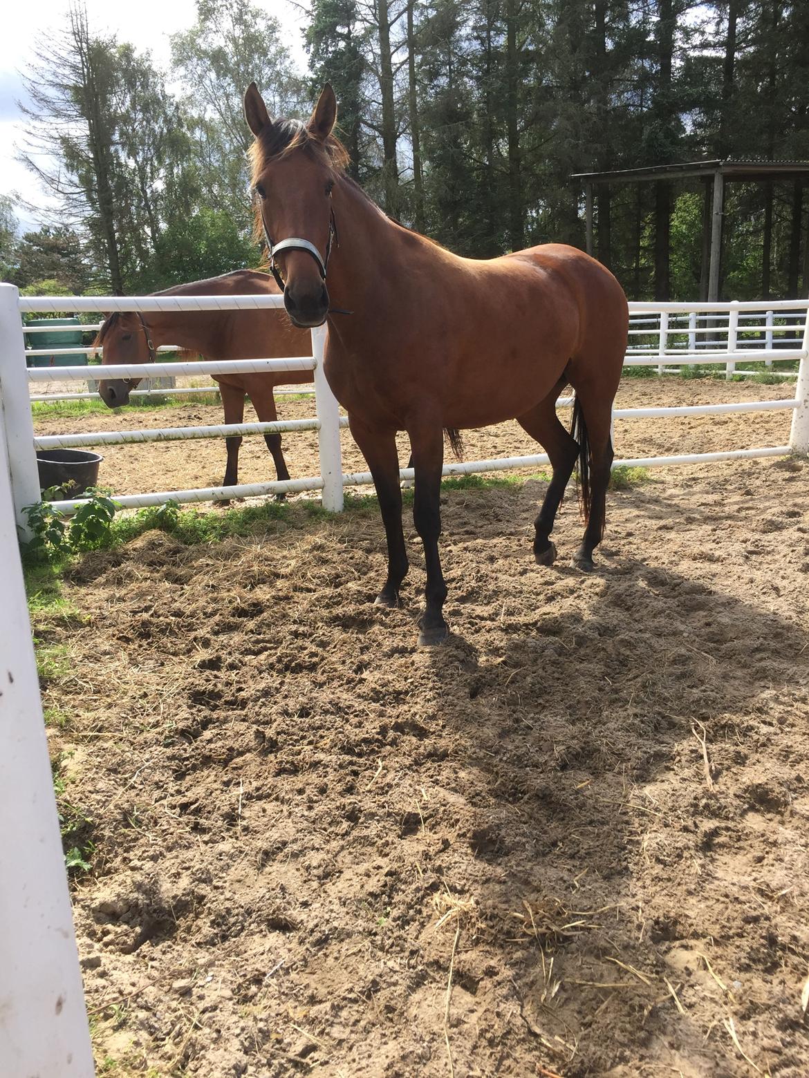 Traver SOLGT*   Bravida Holmsminde billede 7