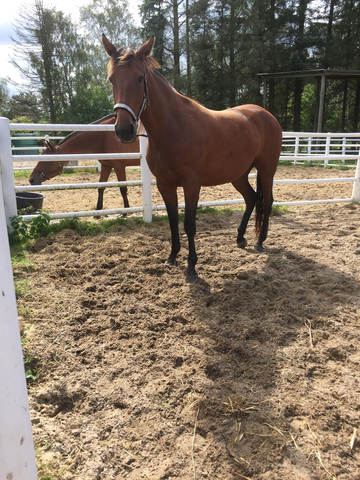 Traver SOLGT*   Bravida Holmsminde billede 6