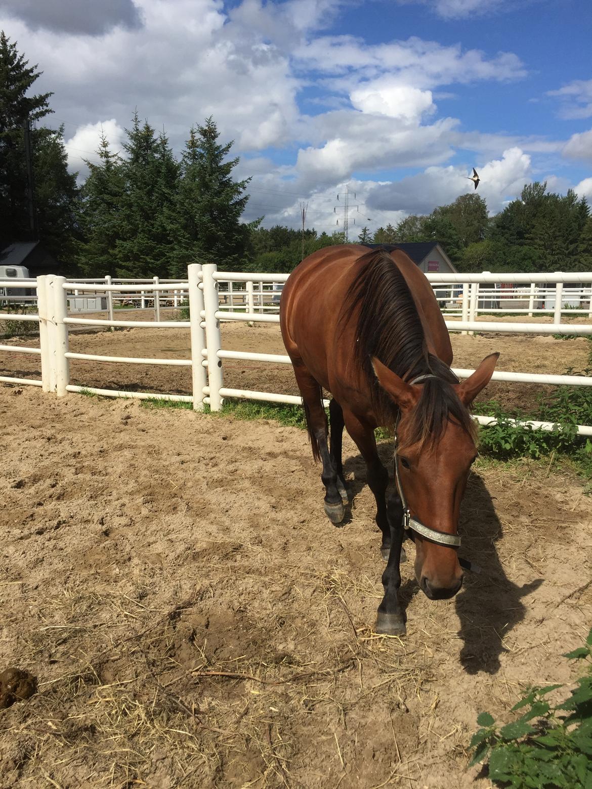 Traver SOLGT*   Bravida Holmsminde billede 8