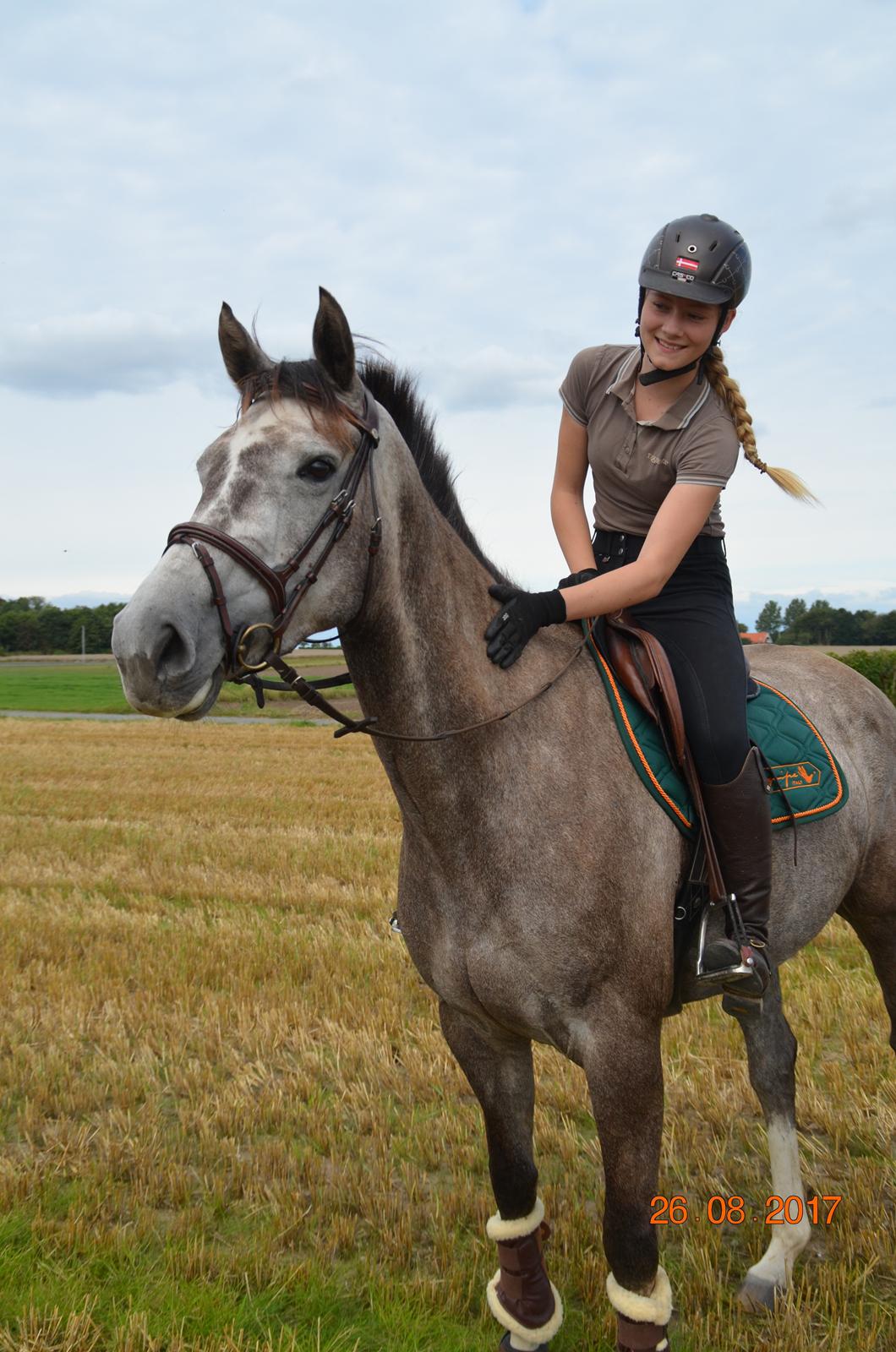 Dansk Varmblod Volstrups Corina billede 11