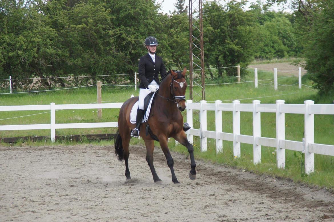 Dansk Varmblod Møgelmosegårds Happy Dancer billede 12