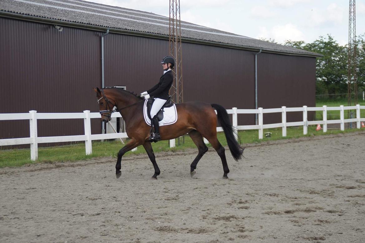 Dansk Varmblod Møgelmosegårds Happy Dancer billede 11