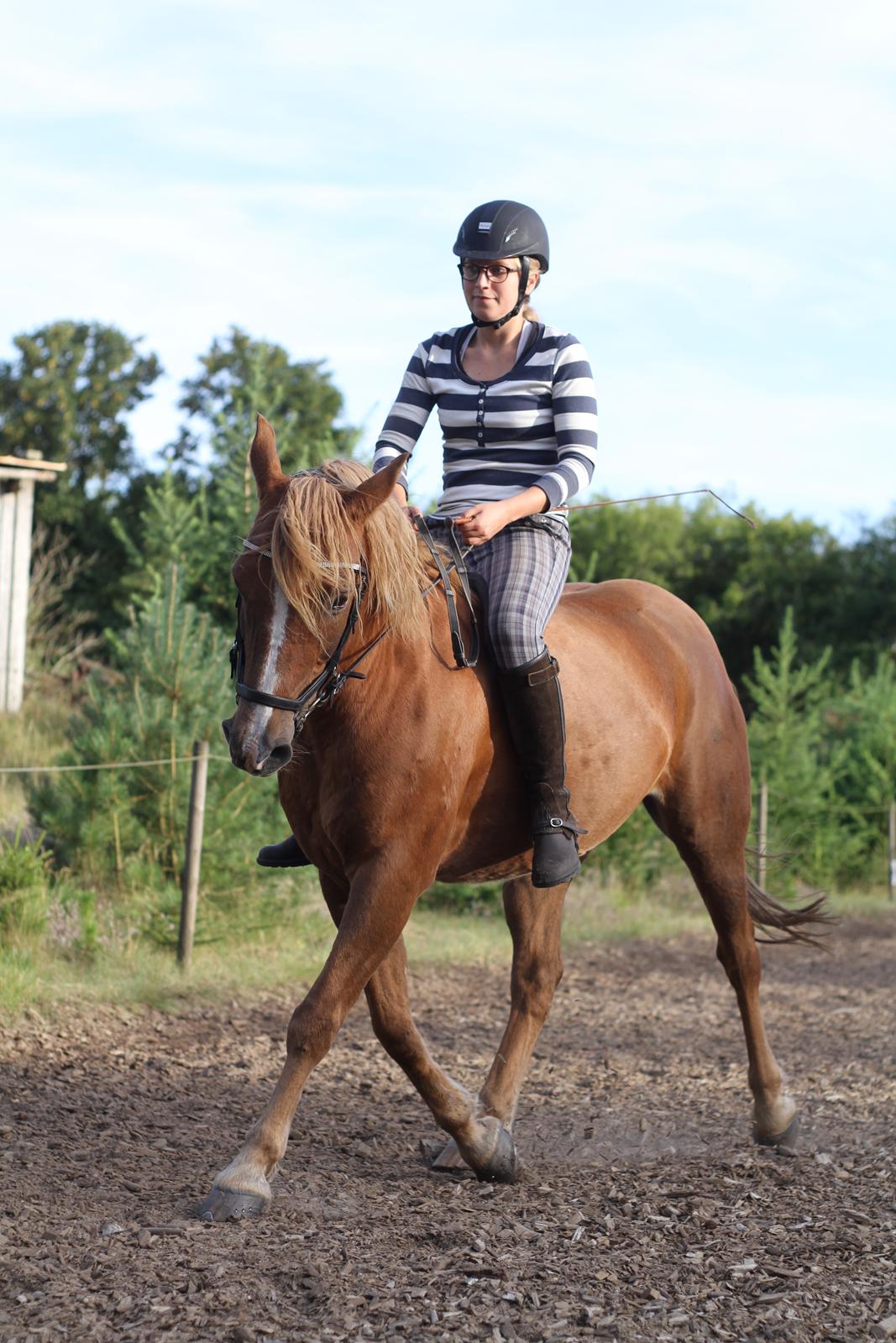 Anden særlig race Speedy billede 1