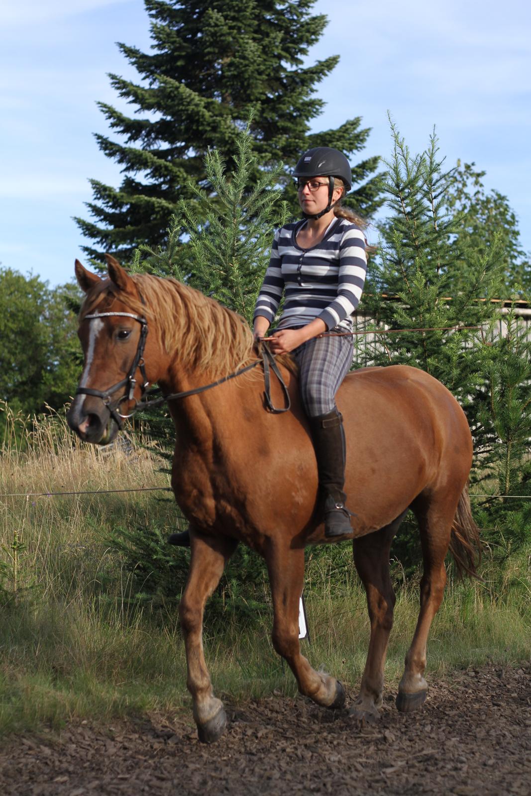 Anden særlig race Speedy billede 3