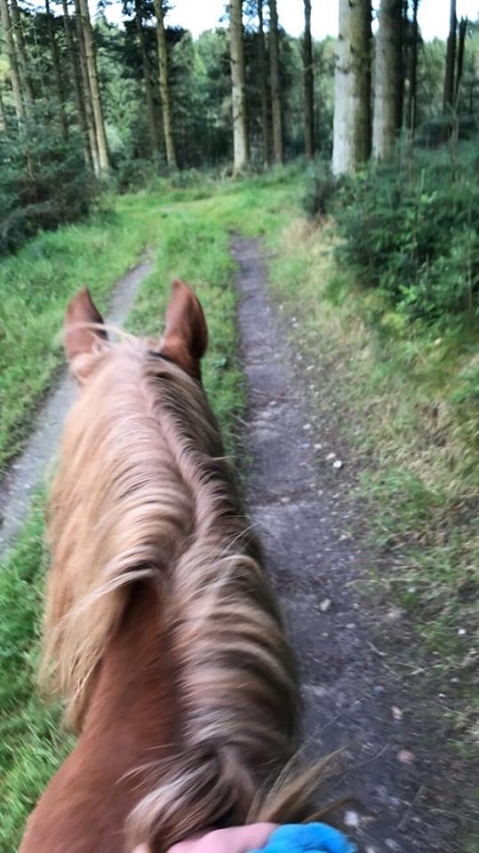 Anden særlig race Speedy billede 6