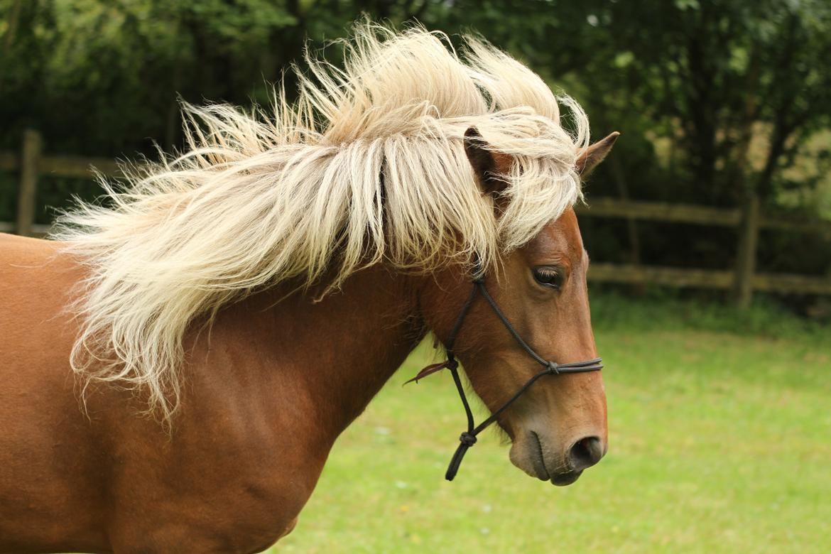 Islænder Flika billede 1