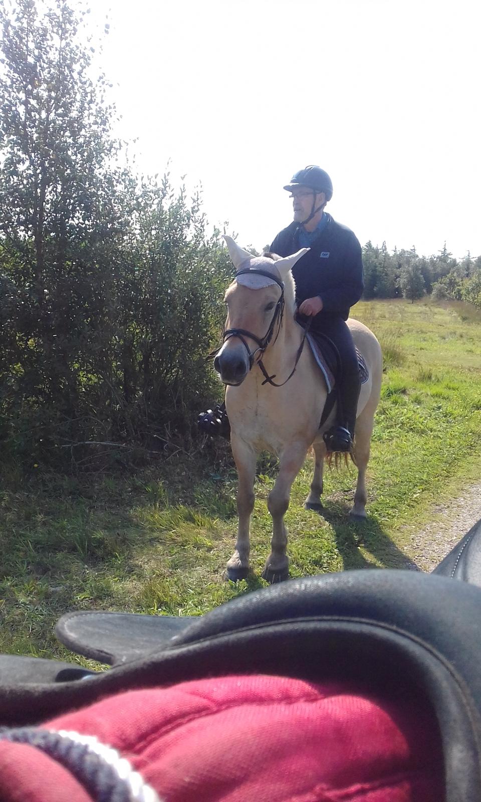 Fjordhest Søndervangs sofus - Dejlig tur i skov 10 dag vi har Sofus billede 9