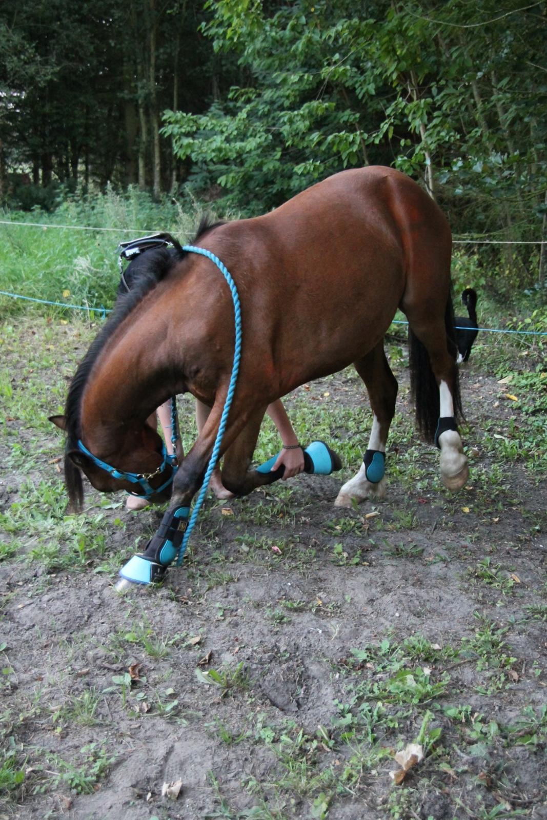 Welsh Pony af Cob-type (sec C) Flynn Rider billede 48