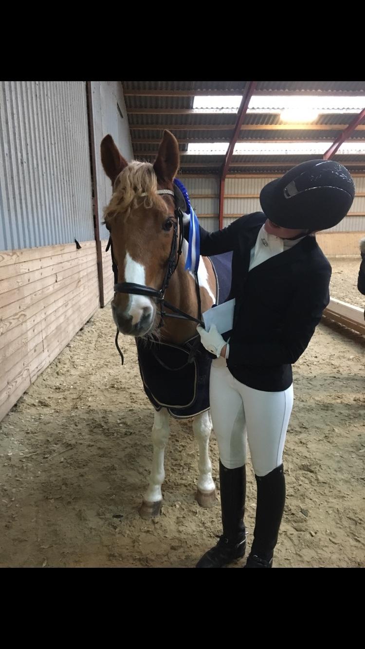 Pinto Araber Felix B-pony og 1/3 A-pony billede 7