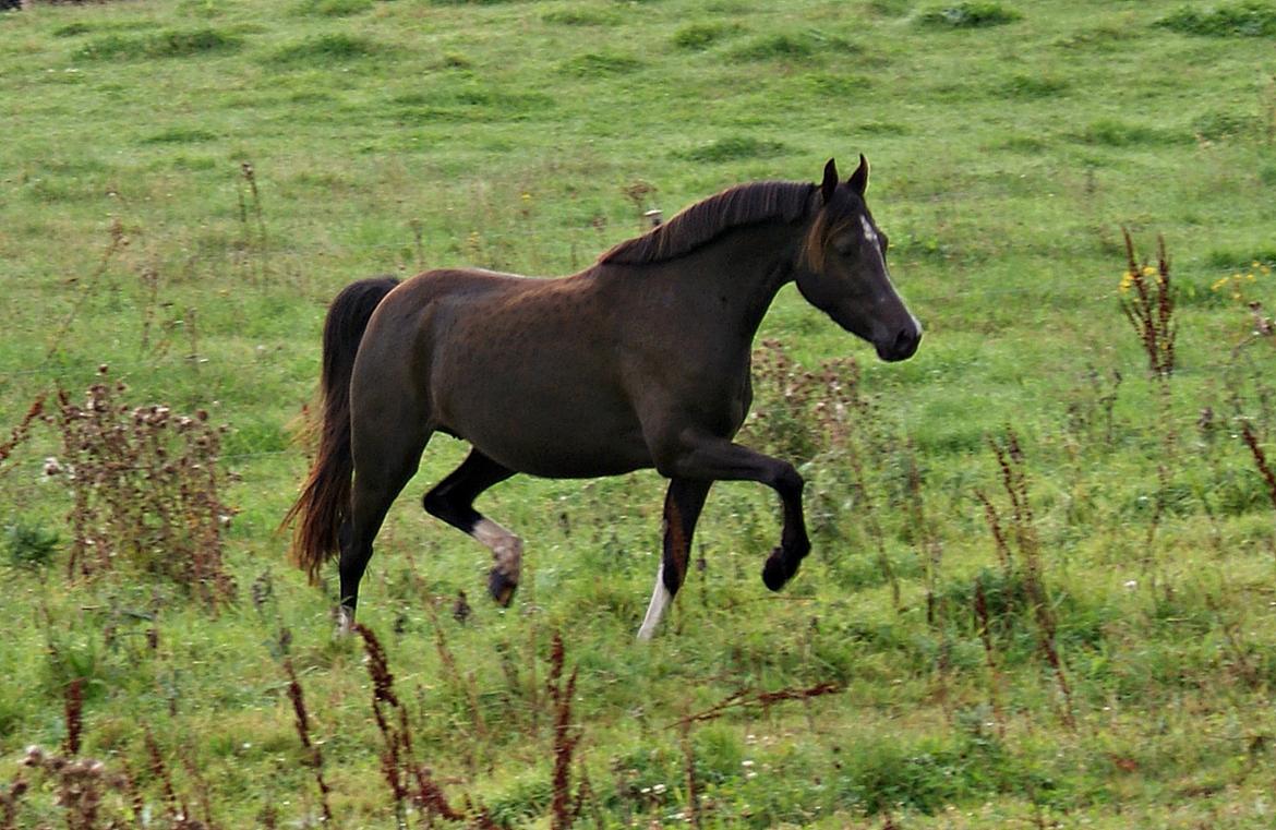 Welsh Partbred (Sec F) Stenhedegårds Midnight Lady billede 6