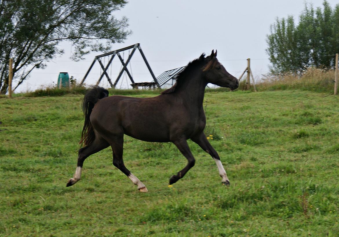 Welsh Partbred (Sec F) Stenhedegårds Midnight Lady billede 7