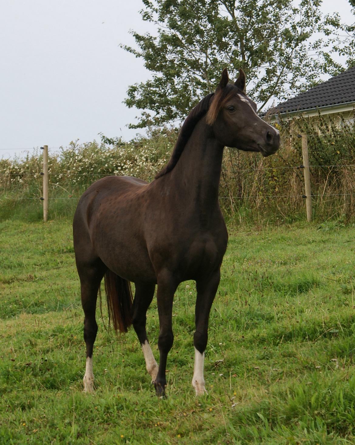 Welsh Partbred (Sec F) Stenhedegårds Midnight Lady billede 8