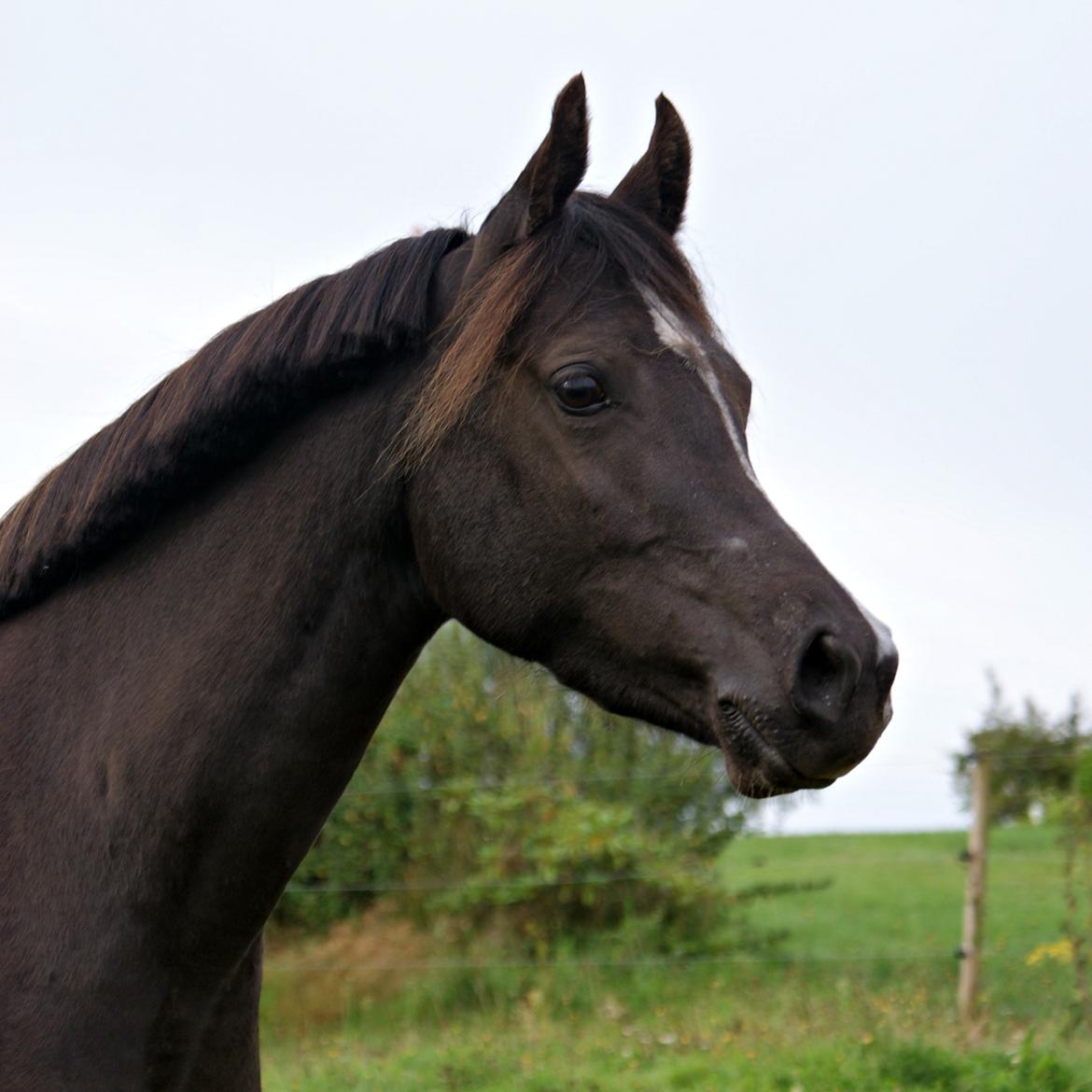 Welsh Partbred (Sec F) Stenhedegårds Midnight Lady billede 9