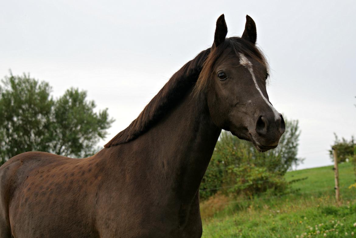 Welsh Partbred (Sec F) Stenhedegårds Midnight Lady billede 5