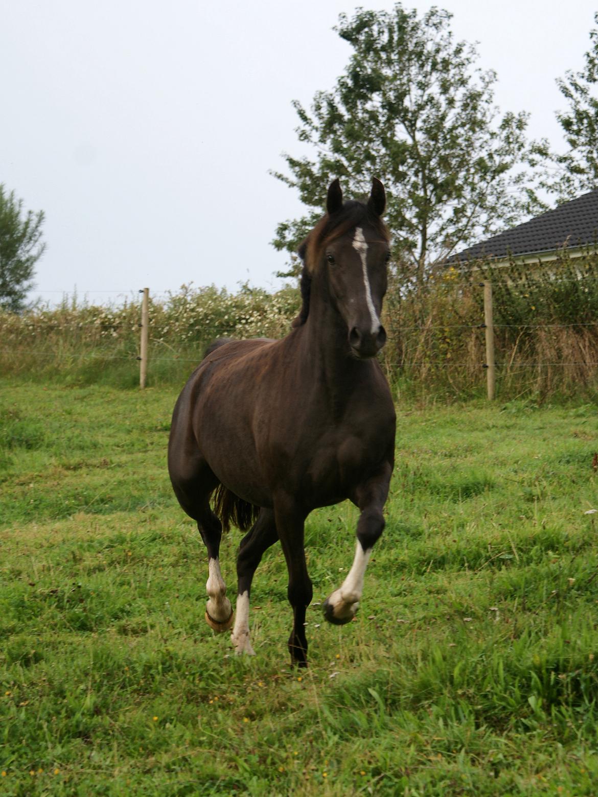 Welsh Partbred (Sec F) Stenhedegårds Midnight Lady billede 4