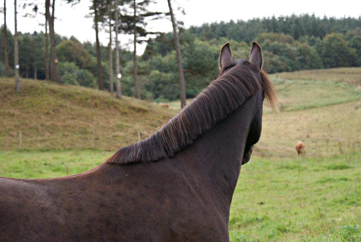 Welsh Partbred (Sec F) Stenhedegårds Midnight Lady billede 10