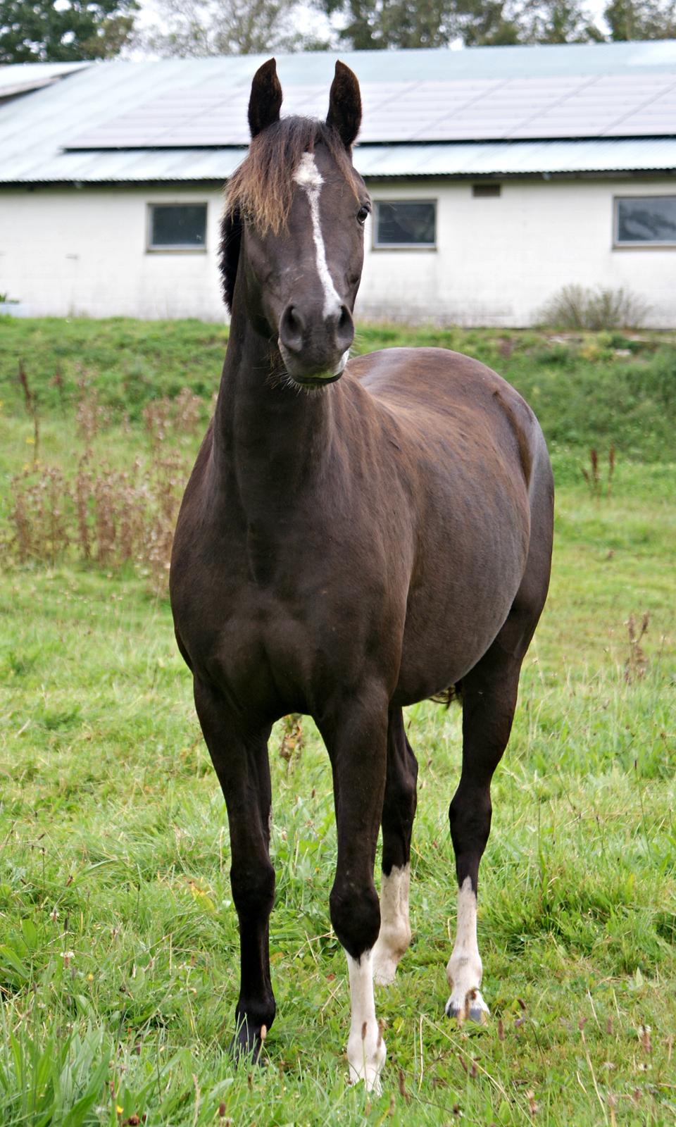 Welsh Partbred (Sec F) Stenhedegårds Midnight Lady billede 3