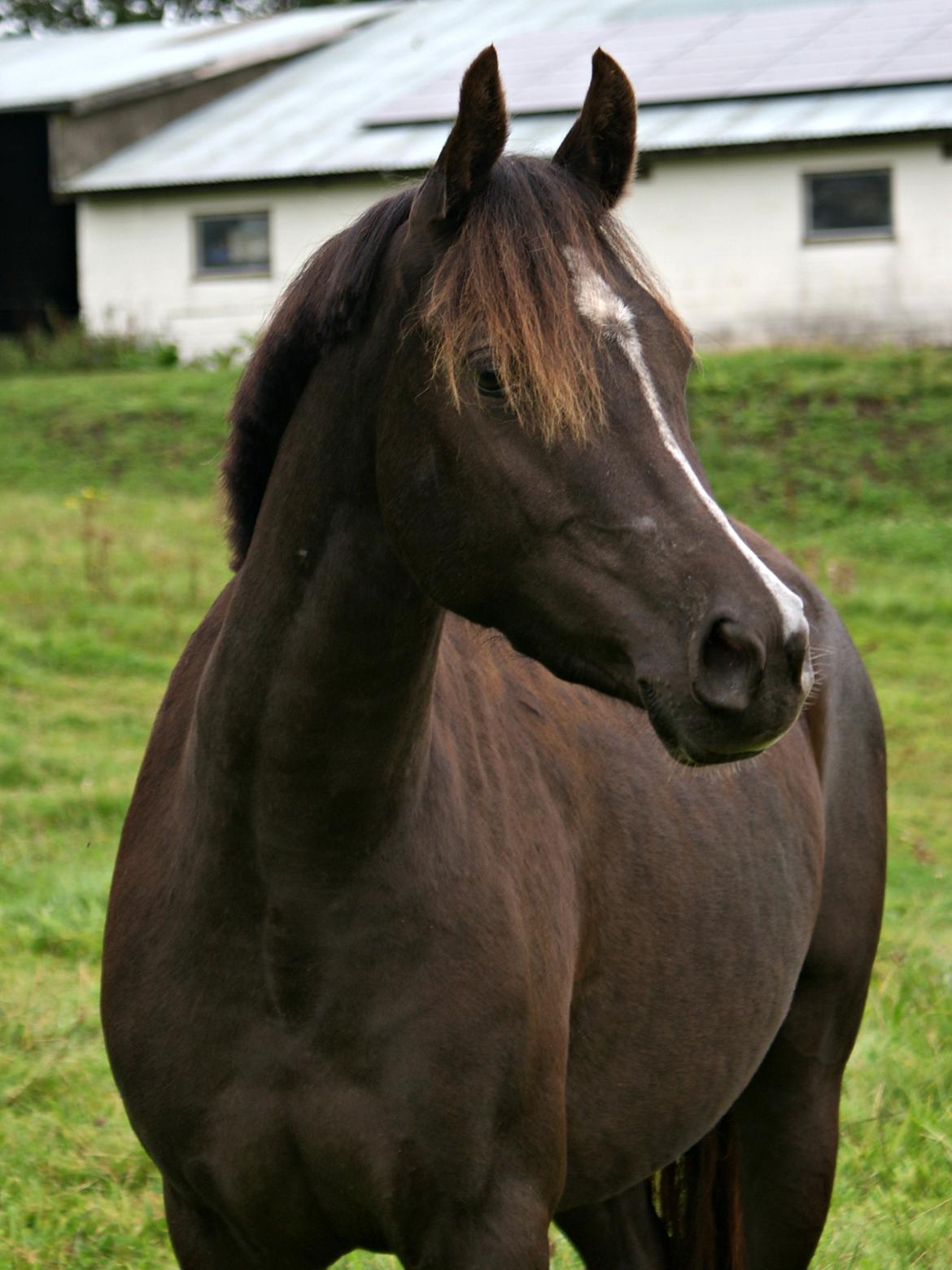 Welsh Partbred (Sec F) Stenhedegårds Midnight Lady billede 2