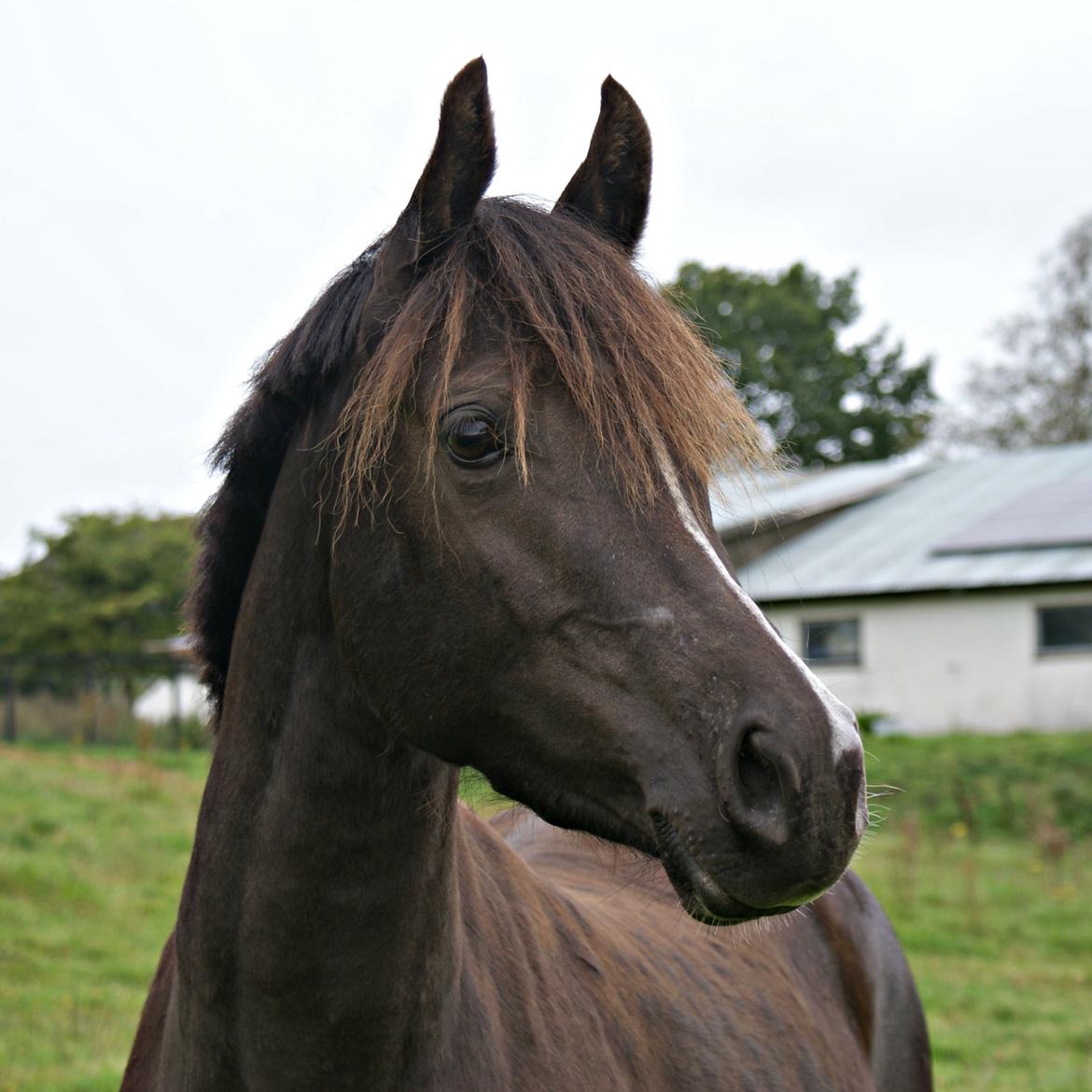 Welsh Partbred (Sec F) Stenhedegårds Midnight Lady billede 1