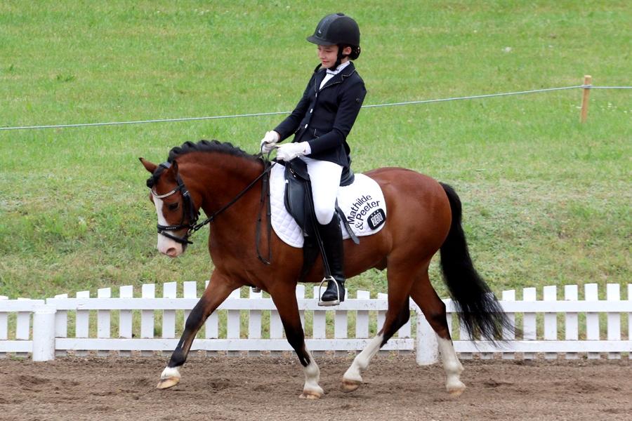 Welsh Mountain (sec A) Gribsvads peeter billede 1