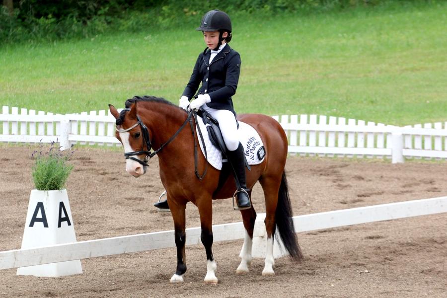 Welsh Mountain (sec A) Gribsvads peeter billede 3