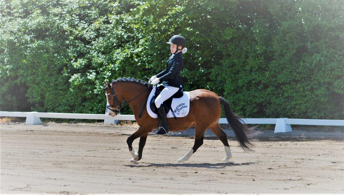 Welsh Mountain (sec A) Gribsvads peeter billede 6