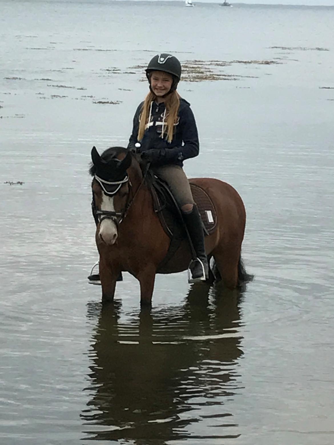 Welsh Mountain (sec A) Gribsvads peeter billede 11