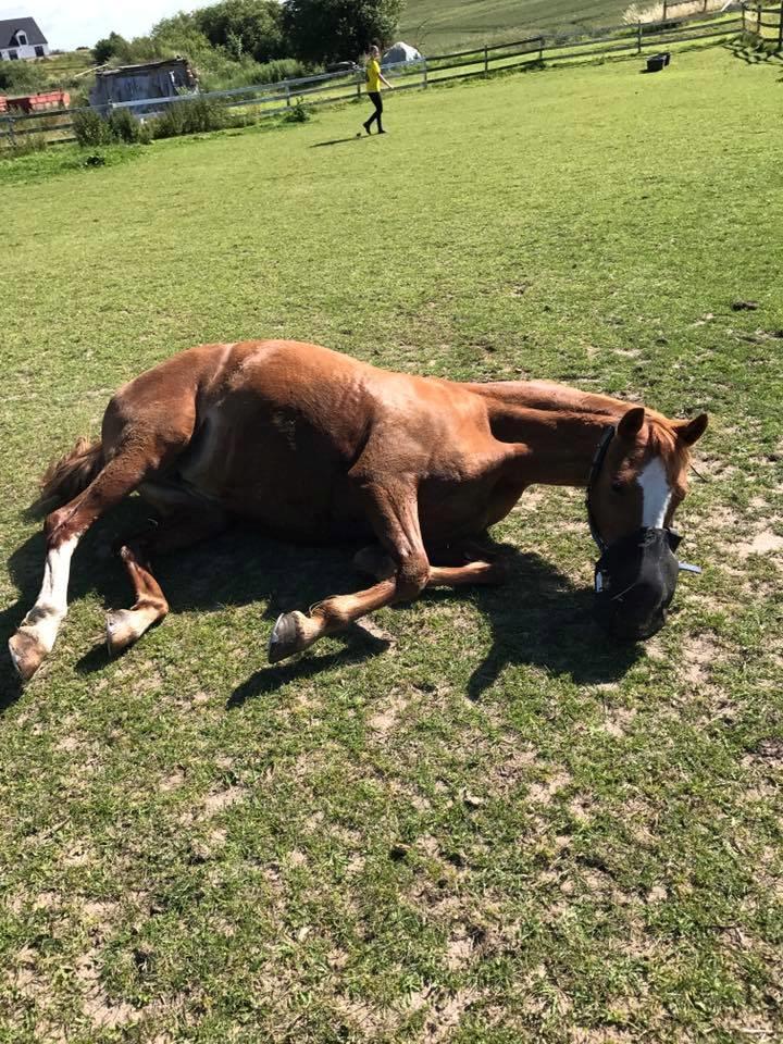 Anden særlig race Rødstjerne ( Chili)  billede 23