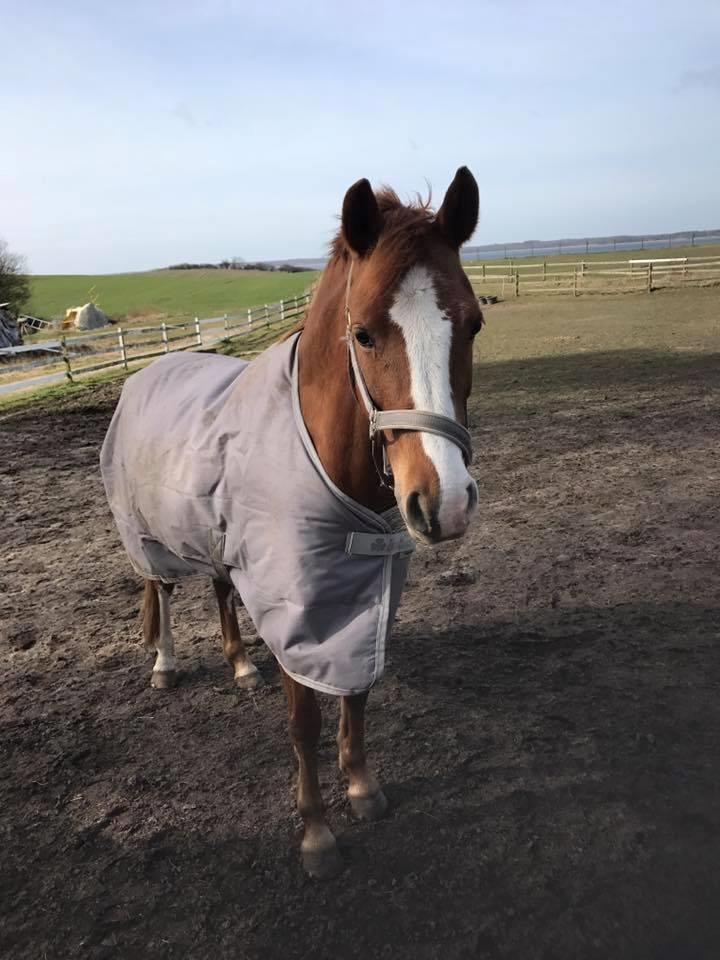 Anden særlig race Rødstjerne ( Chili)  billede 10