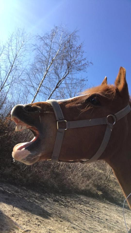 Anden særlig race Rødstjerne ( Chili)  billede 6