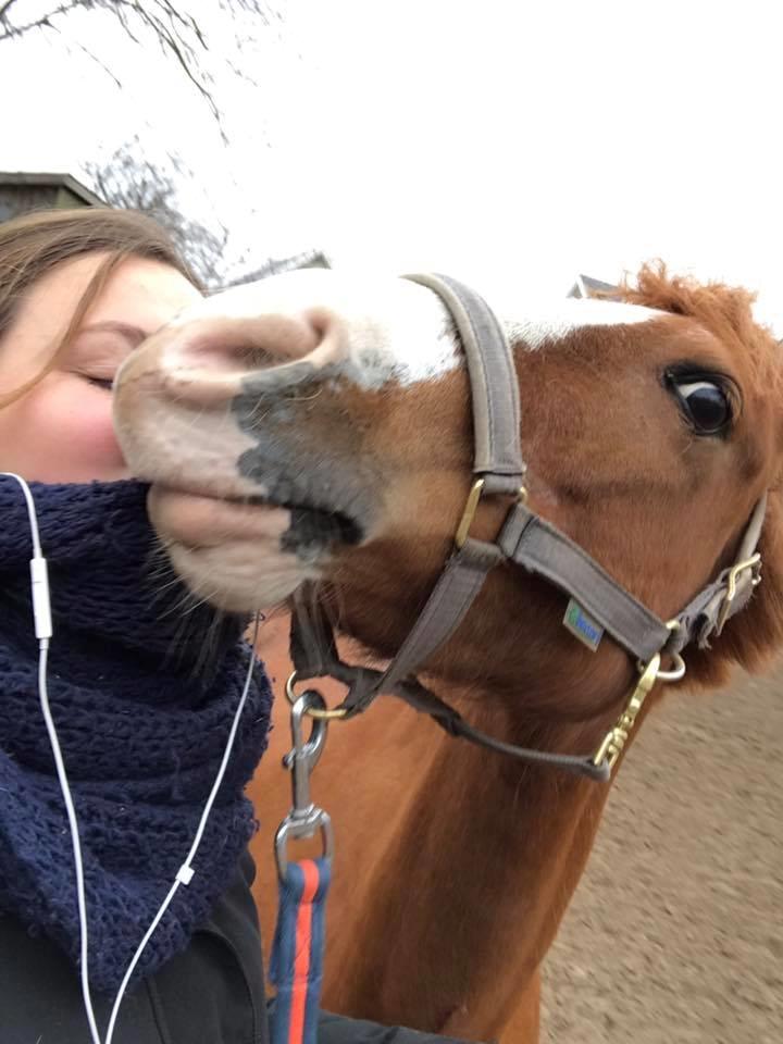 Anden særlig race Rødstjerne ( Chili)  billede 8