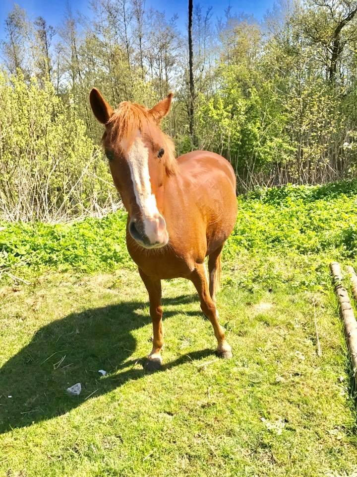 Anden særlig race Rødstjerne ( Chili)  billede 20