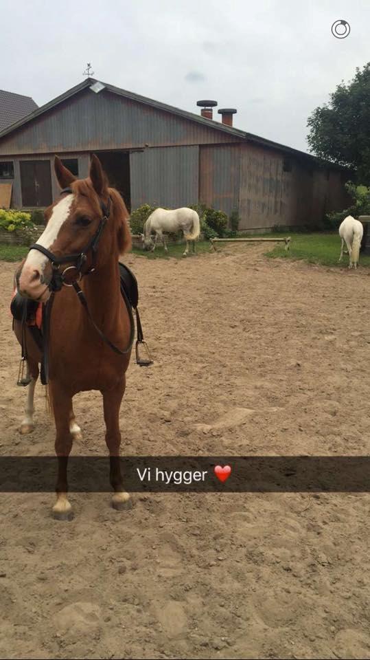 Anden særlig race Rødstjerne ( Chili)  billede 25