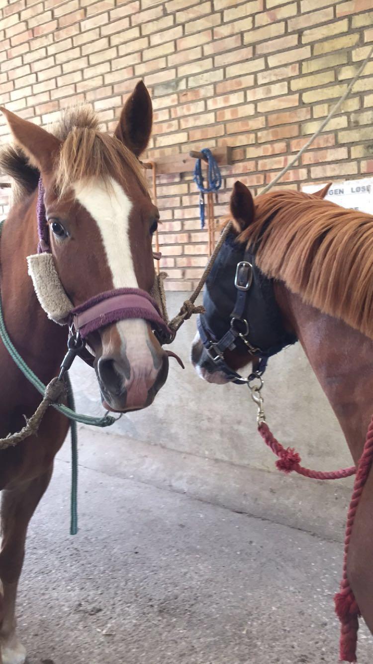 Anden særlig race Rødstjerne ( Chili)  - Helt hen til Mynte og føle sig tryg <3 billede 11