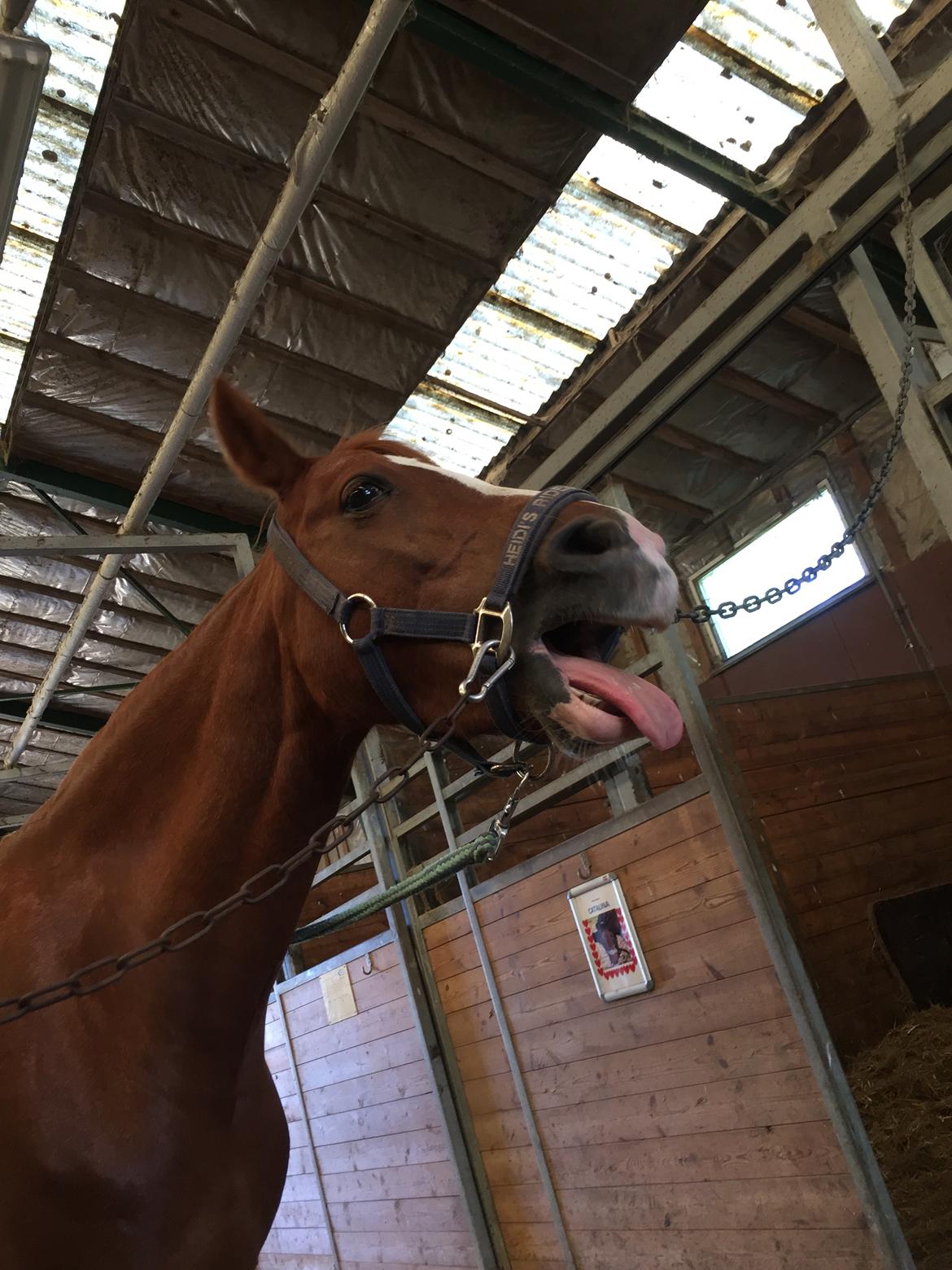 Anden særlig race Rødstjerne ( Chili)  billede 27