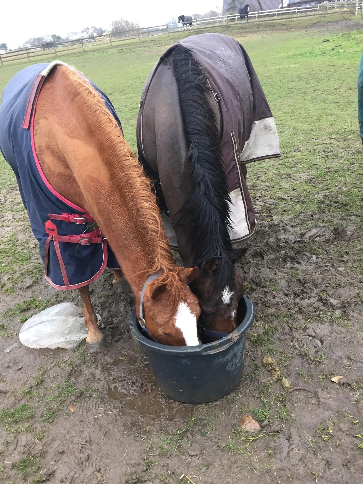 Anden særlig race Rødstjerne ( Chili)  billede 29