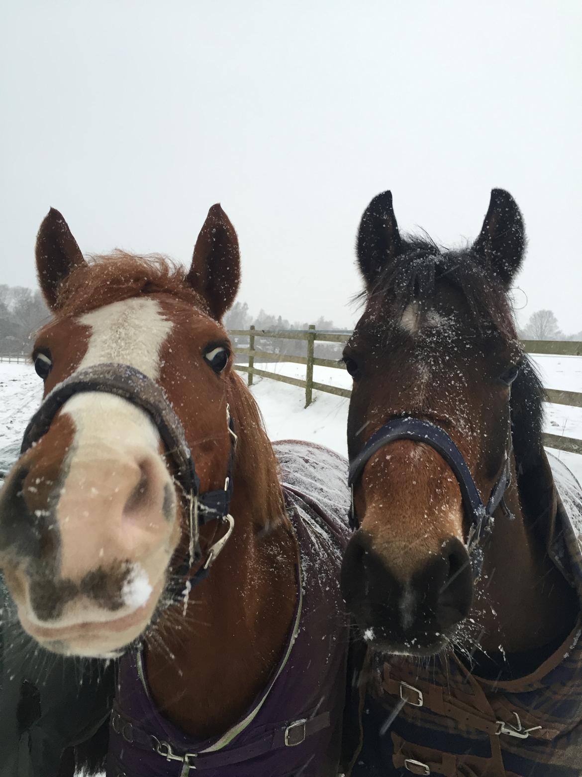 Anden særlig race Rødstjerne ( Chili)  billede 2