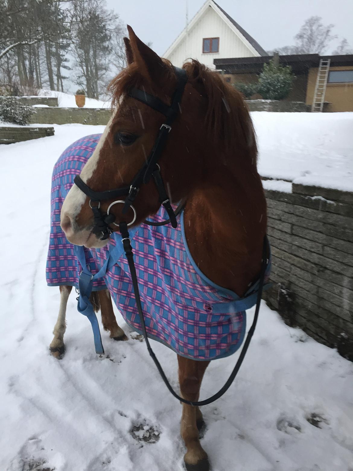 Anden særlig race Rødstjerne ( Chili)  billede 30