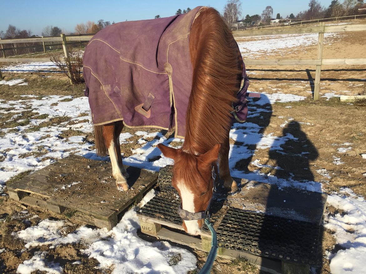 Anden særlig race Rødstjerne ( Chili)  - Dygtige mussi er oppe og gå på paller billede 31