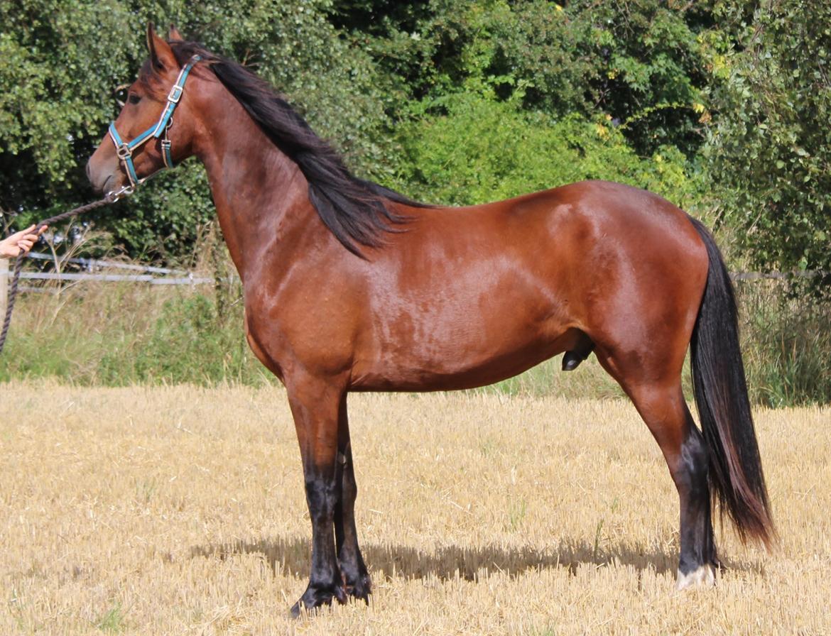 Barockpferd Præstegårds Zeus billede 4