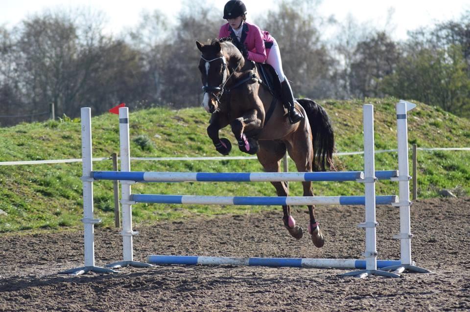Dansk Varmblod Gørklintgårds Lerato billede 20