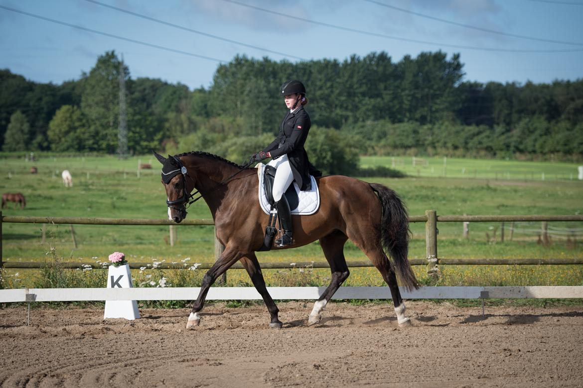 Dansk Varmblod Gørklintgårds Lerato billede 4