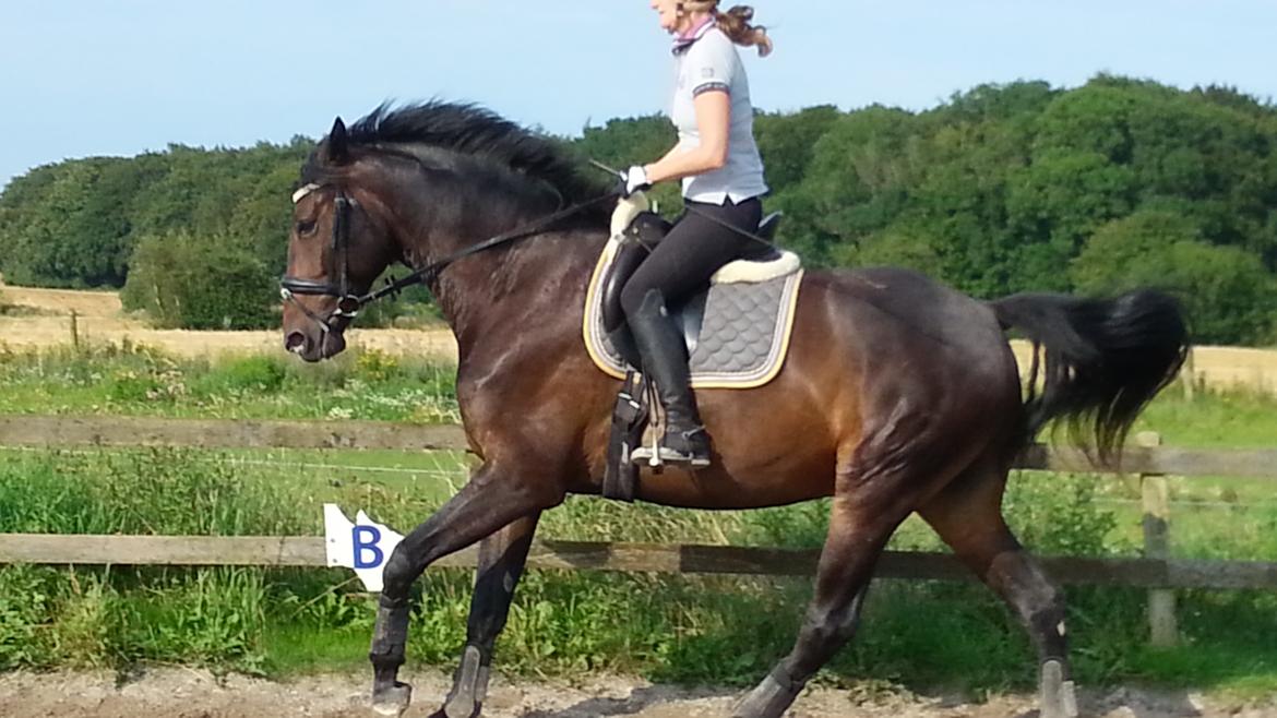 Anden særlig race Vejrholms Canto billede 13