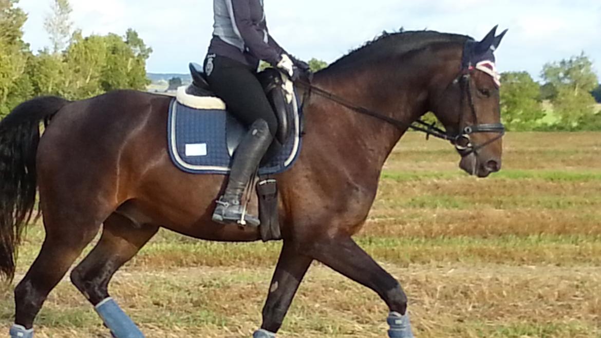 Anden særlig race Vejrholms Canto billede 8