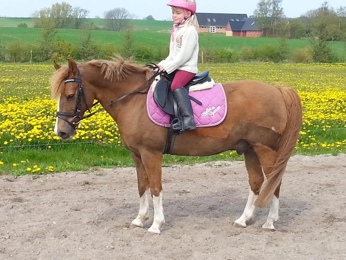 Anden særlig race Jonas billede 15