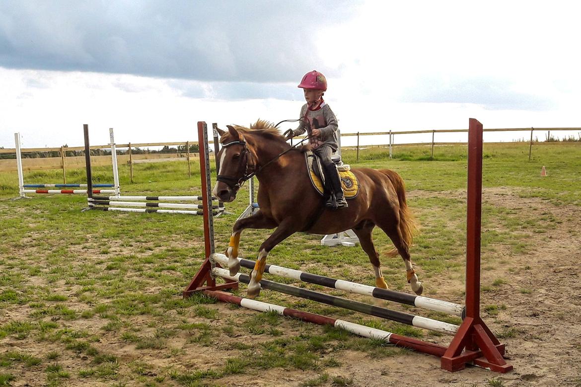Anden særlig race Jonas billede 18